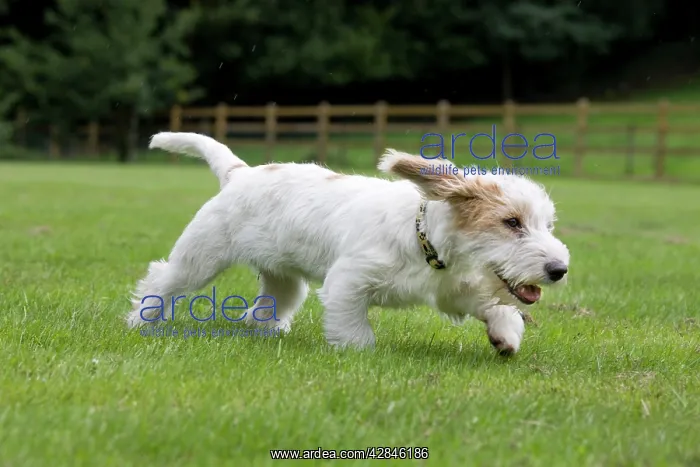  : Dog - Basset Griffon Vendeen - young dog running