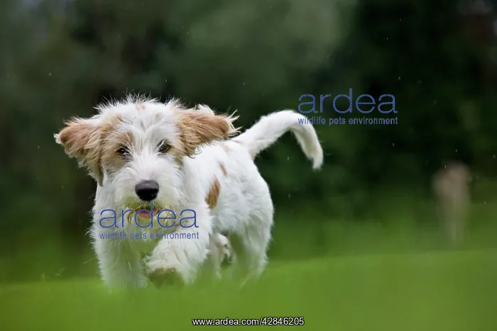  : Dog - Basset Griffon Vendeen - young dog running