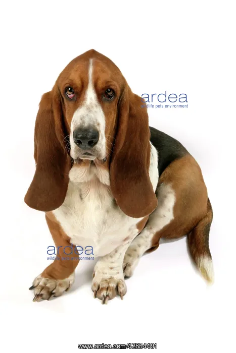 : Dog - Basset Hound : Dog - Basset Hound