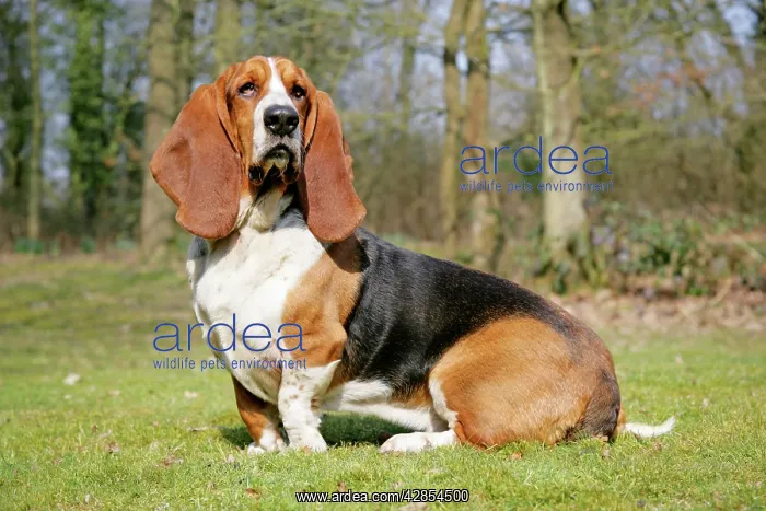 : Dog - Basset Hound : Dog - Basset Hound