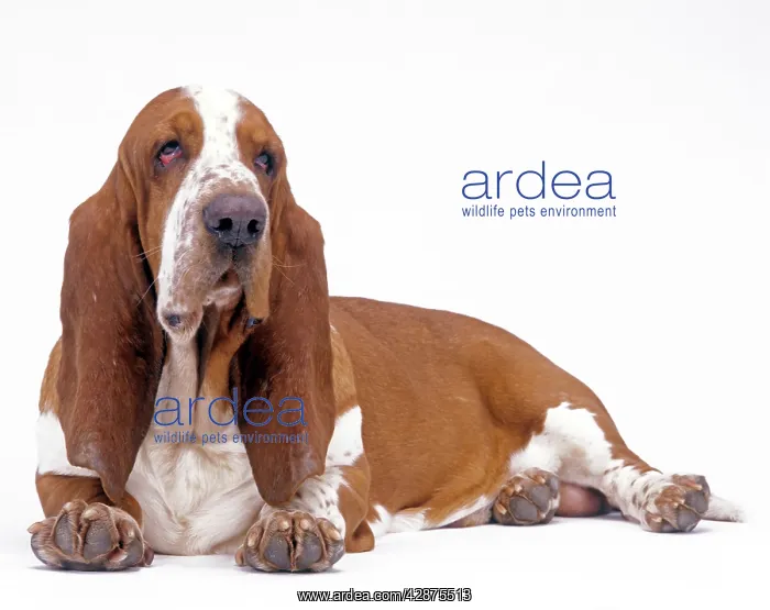  : Dog - Basset hound