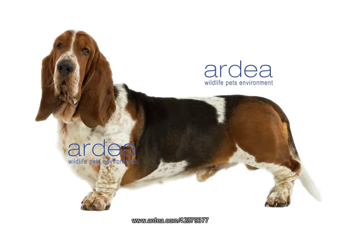  : Dog - Basset Hound