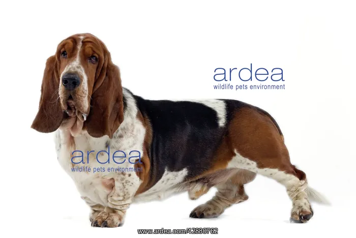  : Dog - Basset Hound