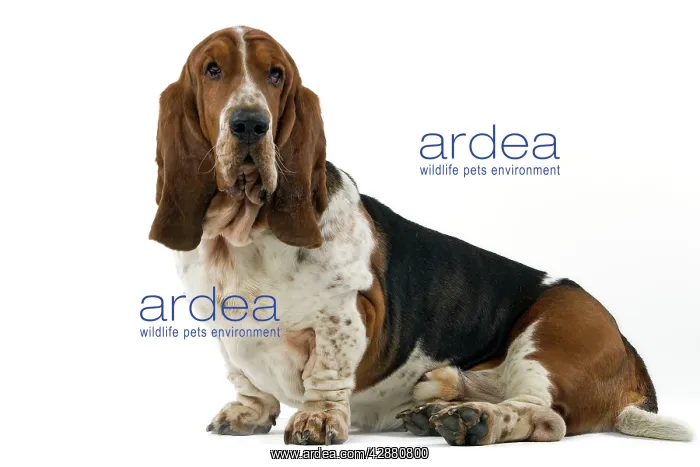  : Dog - Basset Hound
