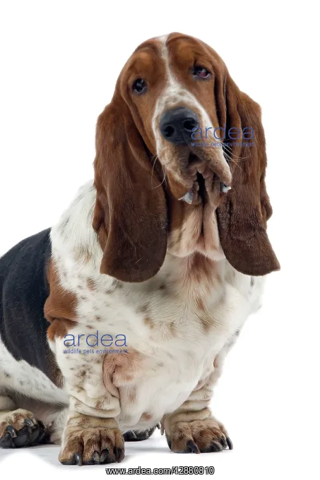 : Dog - Basset Hound : Dog - Basset Hound