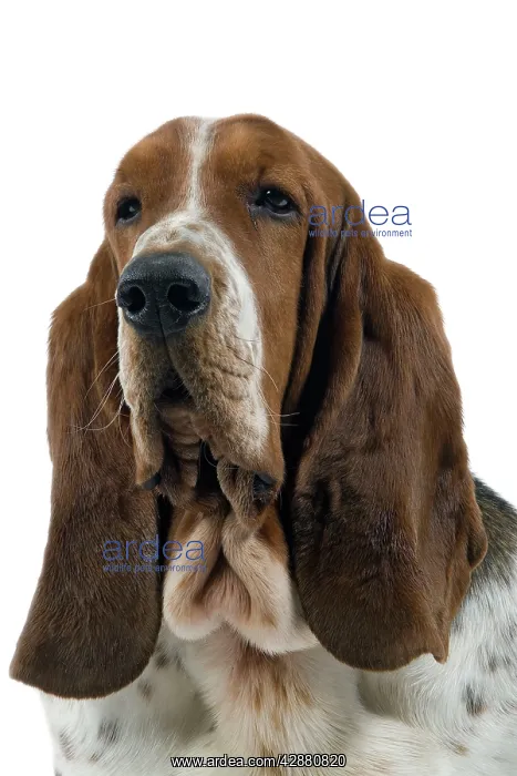  : Dog - Basset Hound