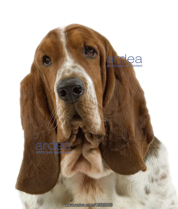  : Dog - Basset Hound