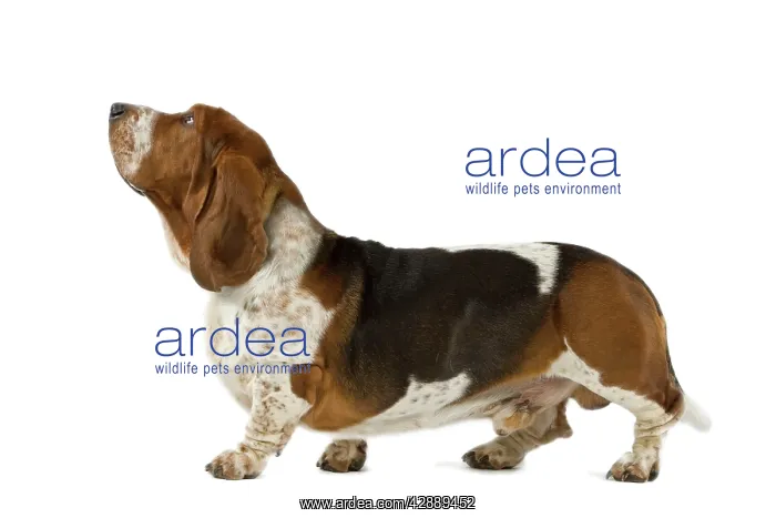  : Dog - Basset Hound
