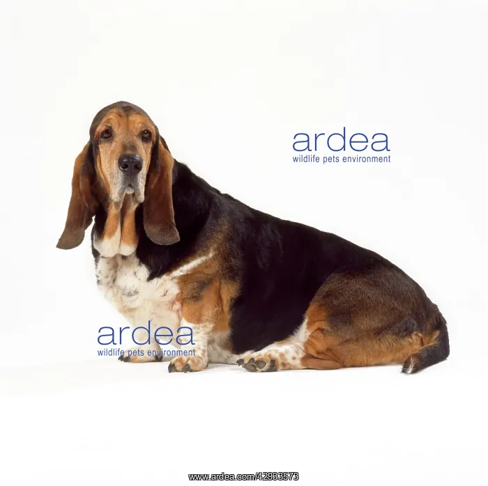  : DOG - Basset Hound