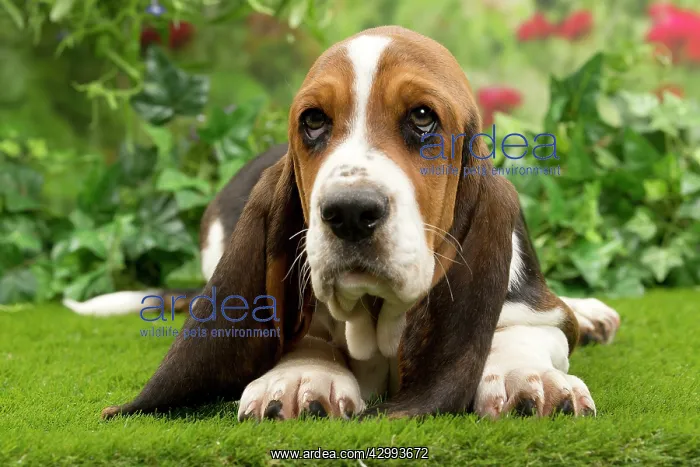  : Dog - Basset Hound