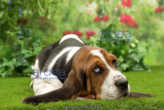  : Dog - Basset Hound