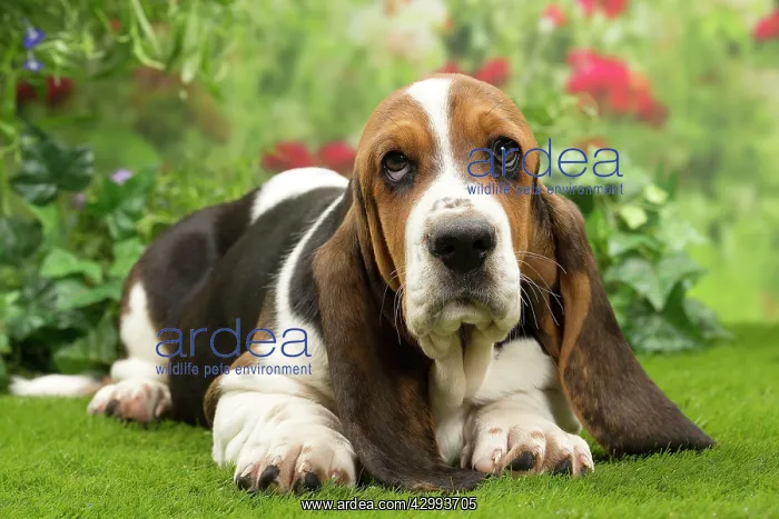 : Dog - Basset Hound