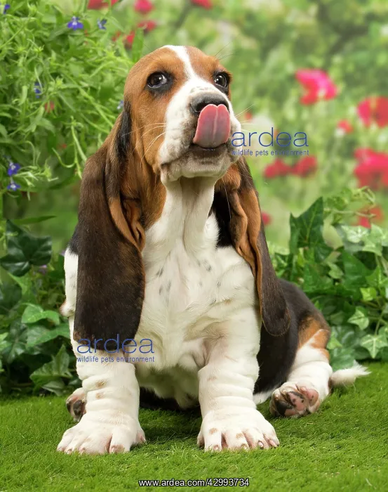 : Dog - Basset Hound : Dog - Basset Hound