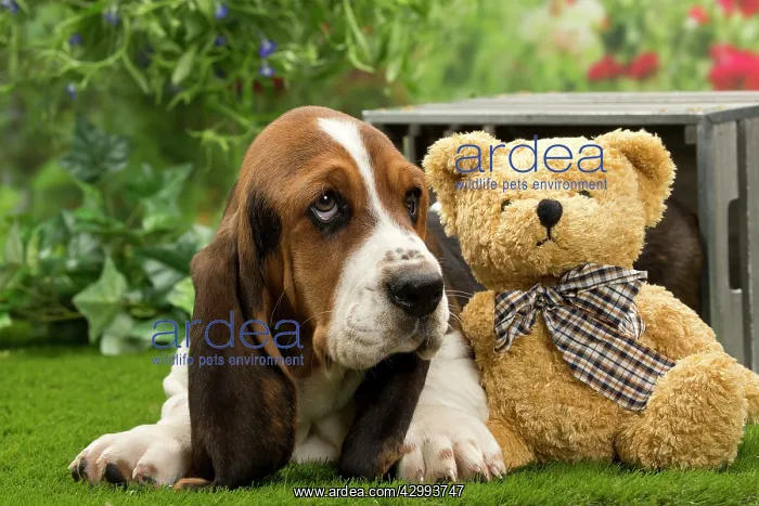 : Dog - Basset Hound : Dog - Basset Hound