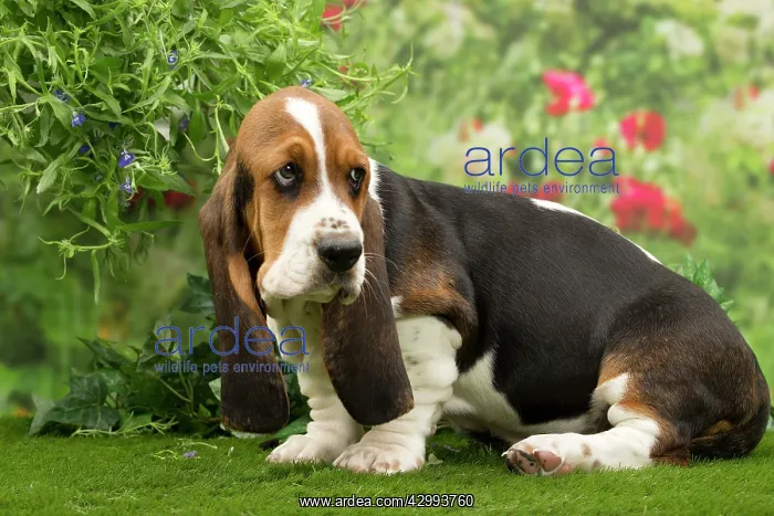  : Dog - Basset Hound