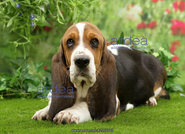  : Dog - Basset Hound