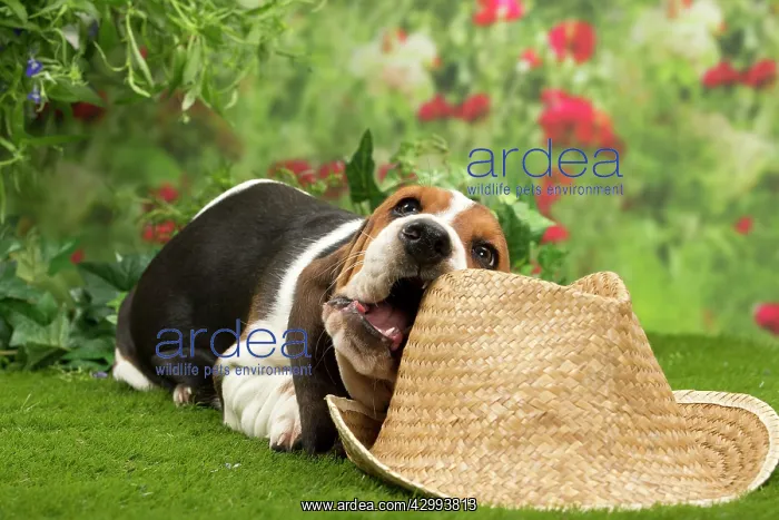 : Dog - Basset Hound : Dog - Basset Hound