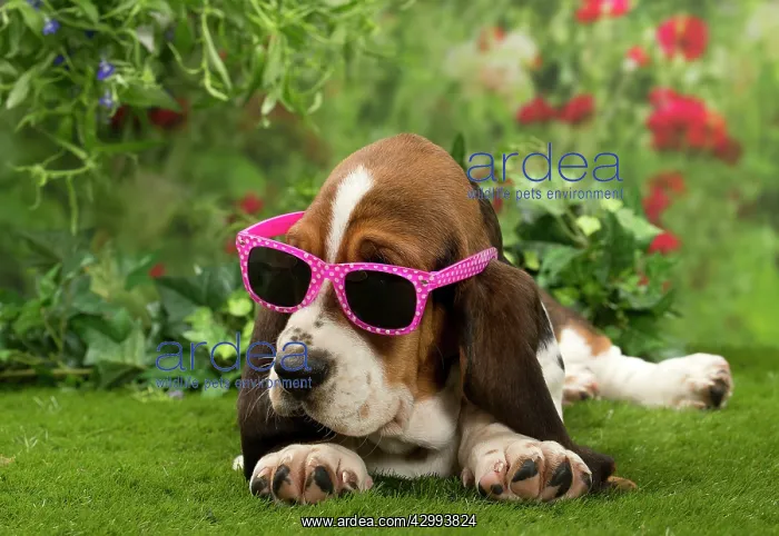: Dog - Basset Hound : Dog - Basset Hound