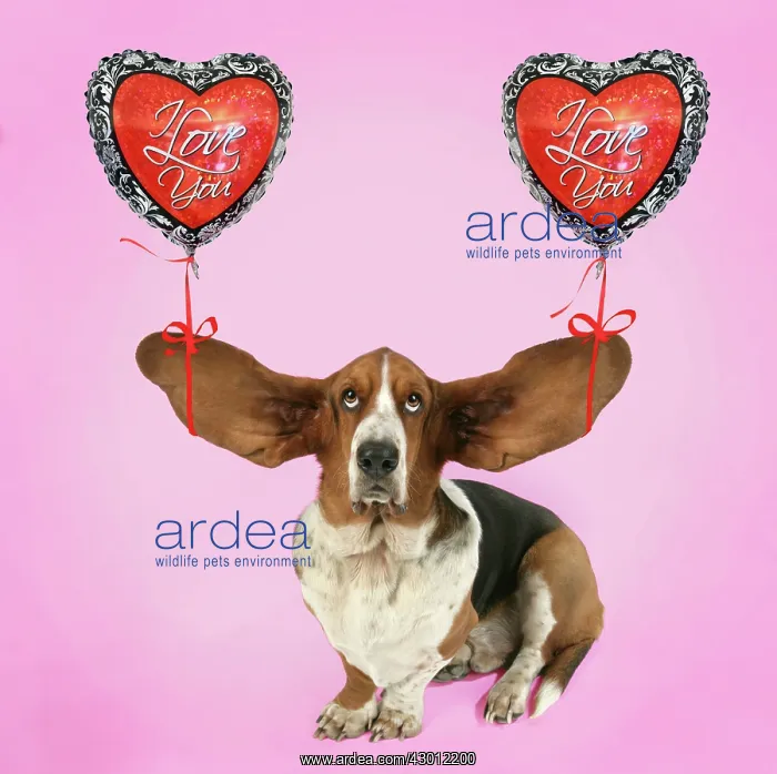 : Dog - Basset Hound : Dog - Basset Hound
