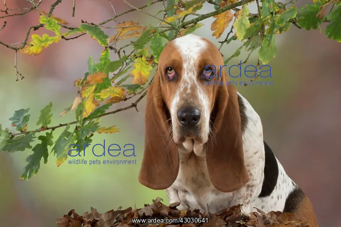 : Dog Basset Hound : Dog Basset Hound