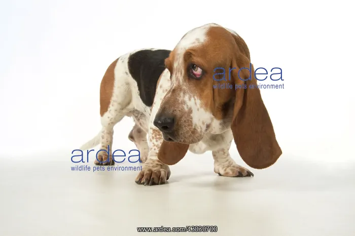: Dog Basset Hound : Dog Basset Hound