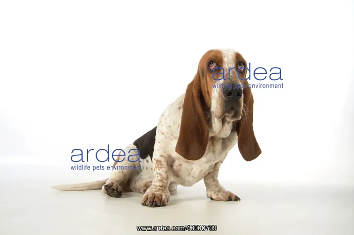 : Dog Basset Hound : Dog Basset Hound