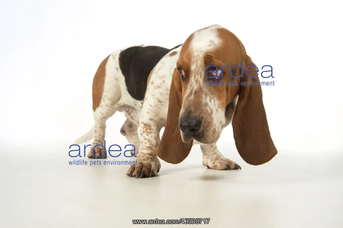 : Dog Basset Hound : Dog Basset Hound