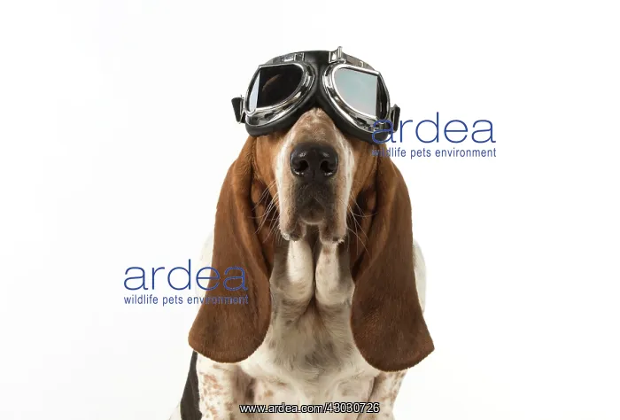  : Dog Basset Hound