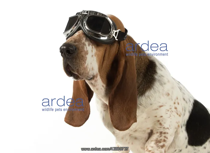  : Dog Basset Hound