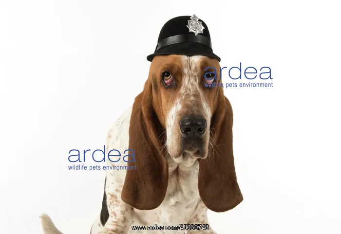 : Dog Basset Hound : Dog Basset Hound