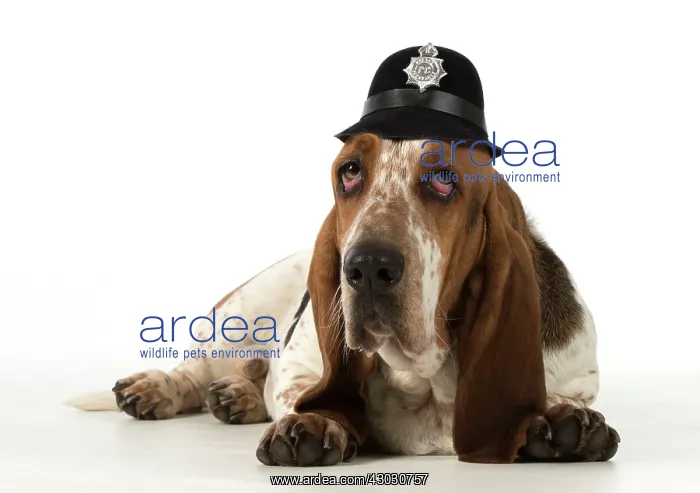 : Dog Basset Hound : Dog Basset Hound