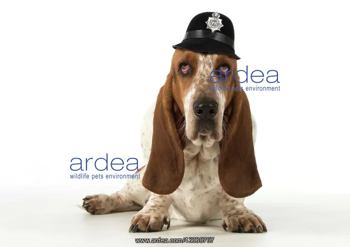 : Dog Basset Hound : Dog Basset Hound