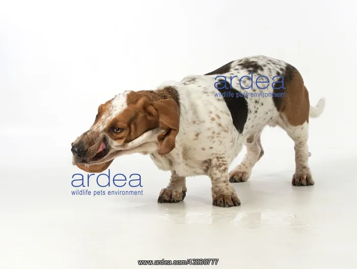 : Dog Basset Hound : Dog Basset Hound