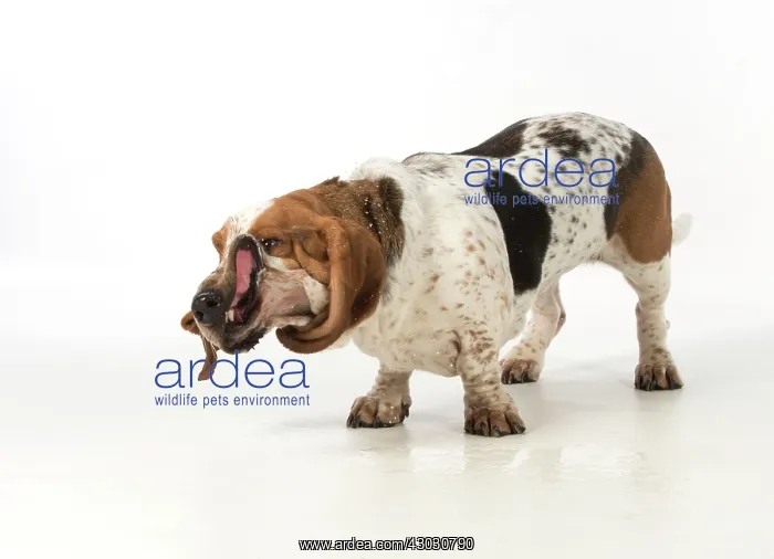 : Dog Basset Hound : Dog Basset Hound