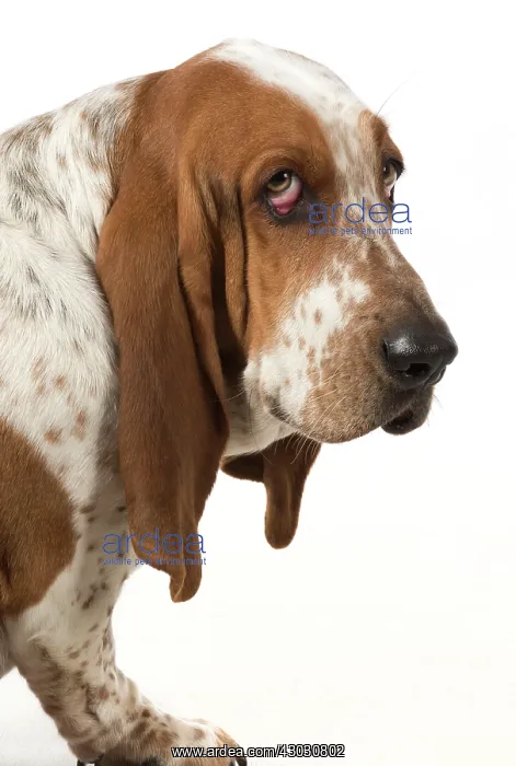  : Dog Basset Hound