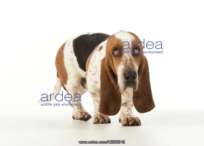 : Dog Basset Hound : Dog Basset Hound