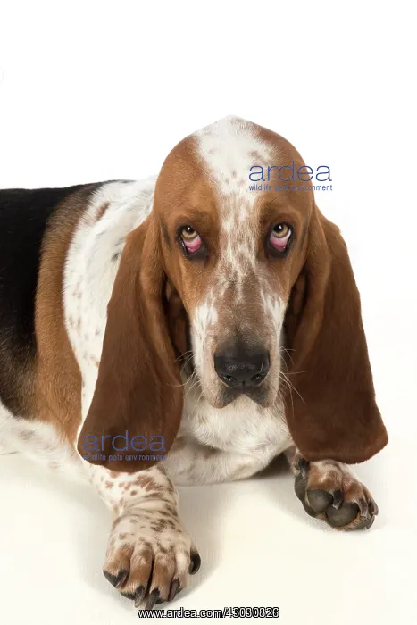 : Dog Basset Hound : Dog Basset Hound