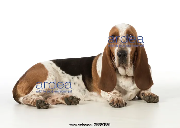 : Dog Basset Hound : Dog Basset Hound