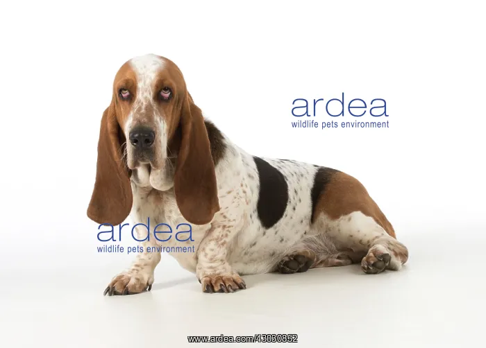 : Dog Basset Hound : Dog Basset Hound