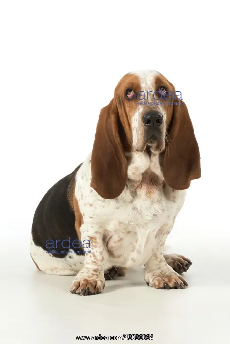 : Dog Basset Hound : Dog Basset Hound