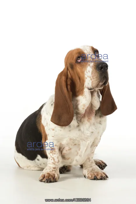 : Dog Basset Hound : Dog Basset Hound