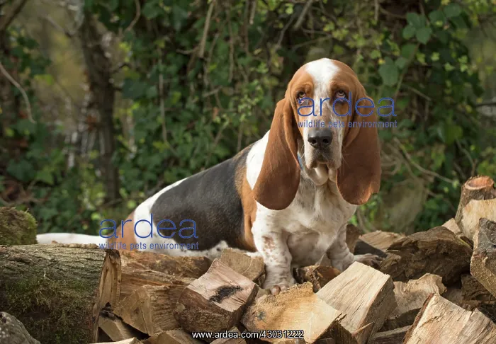 : Dog Basset Hound : Dog Basset Hound