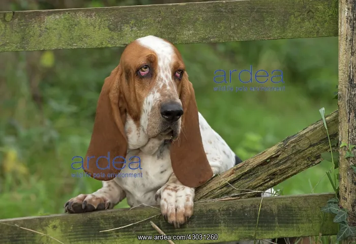 : Dog Basset Hound : Dog Basset Hound