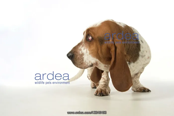  : Dog Basset Hound