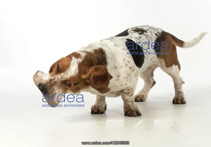 : Dog Basset Hound : Dog Basset Hound