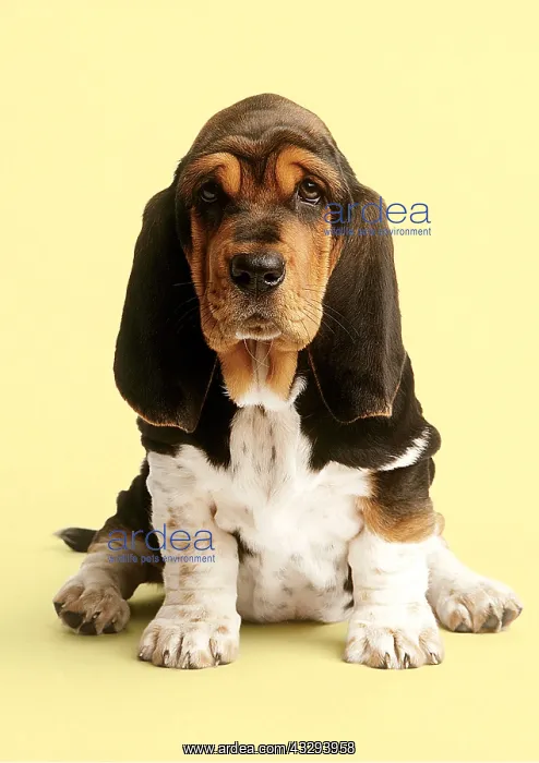  : DOG - Basset Hound