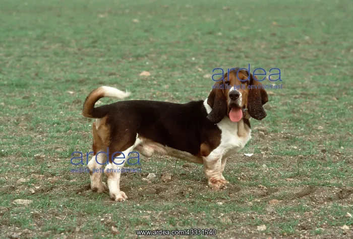: DOG - BASSET HOUND : DOG - BASSET HOUND