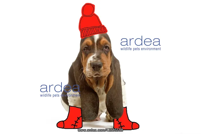 : Dog - Basset Hound - 8 week old puppy in studio : Dog - Basset Hound - 8 week old puppy in studio