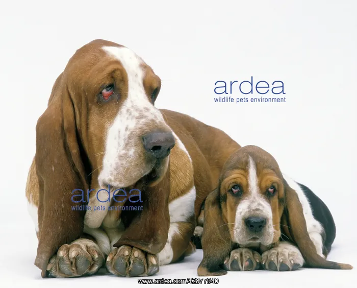  : Dog - Basset Hound, adult with puppy