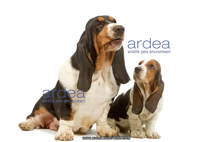 : Dog - Basset Hound - adult & puppy in studio : Dog - Basset Hound - adult & puppy in studio